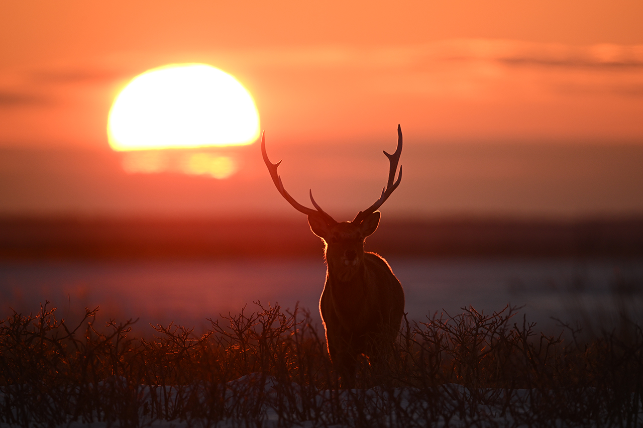 Nikon provided sample image