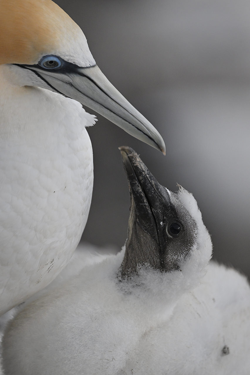 Nikon provided sample image