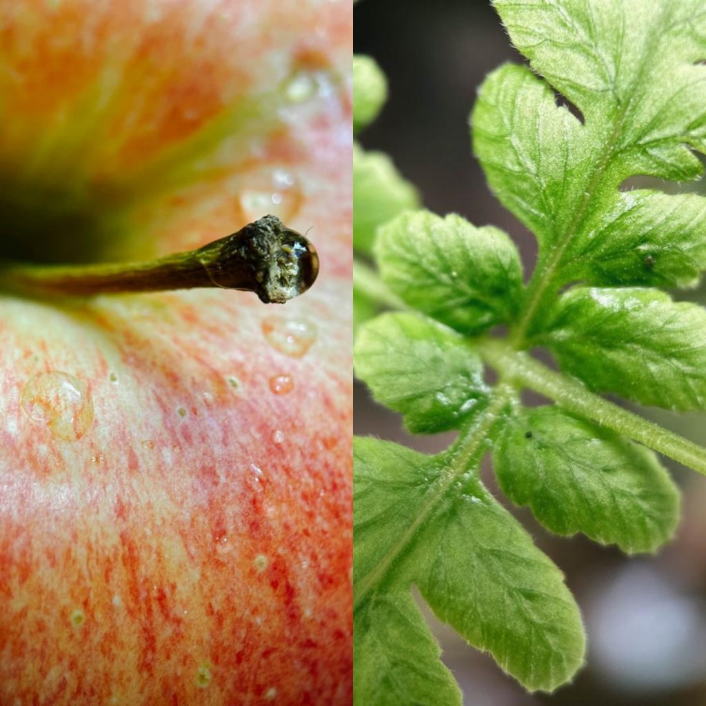 a close up of an apple tree