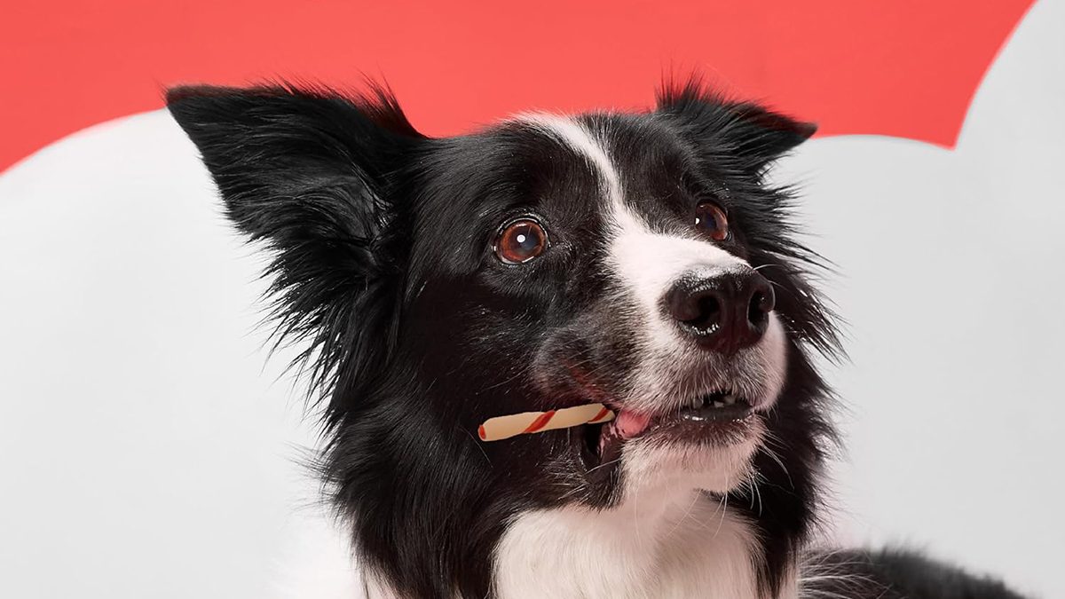 A dog with a cigarette in its mouth