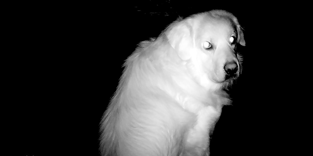 Night vision binoculars