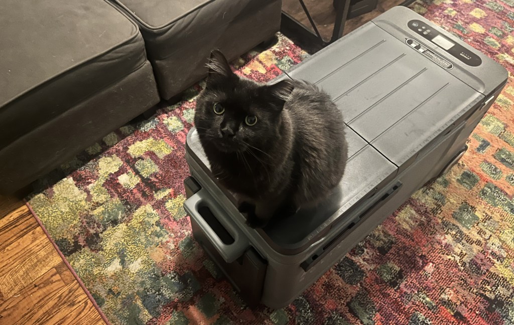 A cat sitting on the Anker SOLIX Everfrost 2