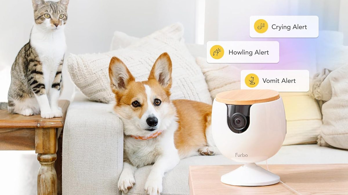 A dog lying on a couch