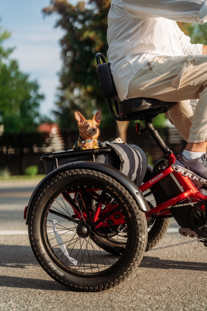 a close up of a dog in velotric's triker rear cargo basket
