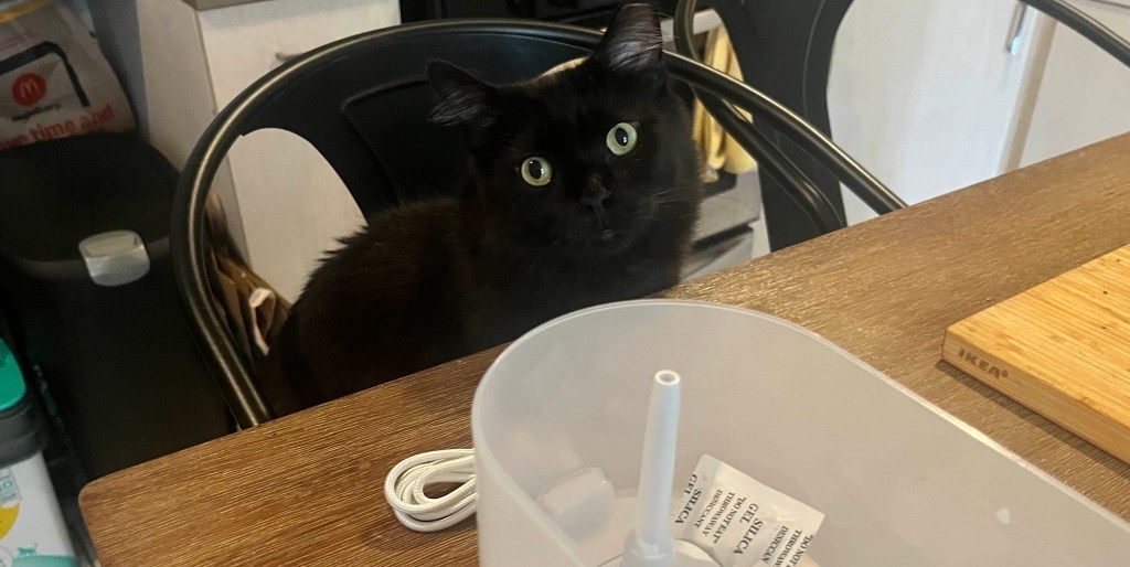 A black cat sitting at a table next to Petcube's Fountain
