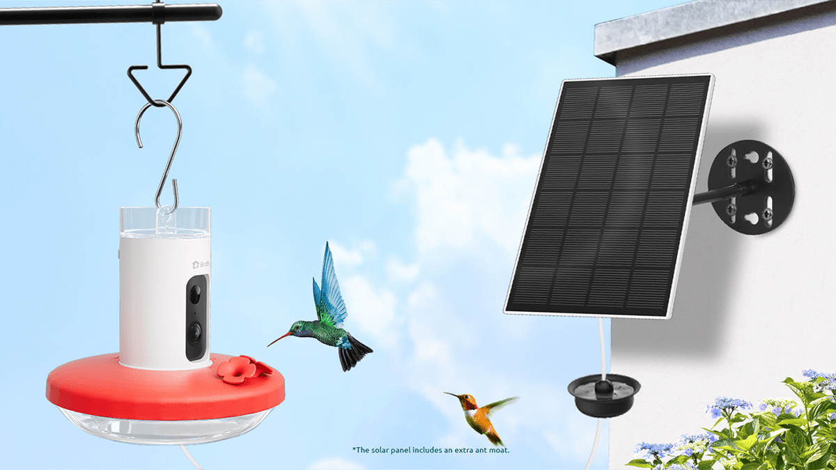 Humming hummingbirds flying next to a solar panel