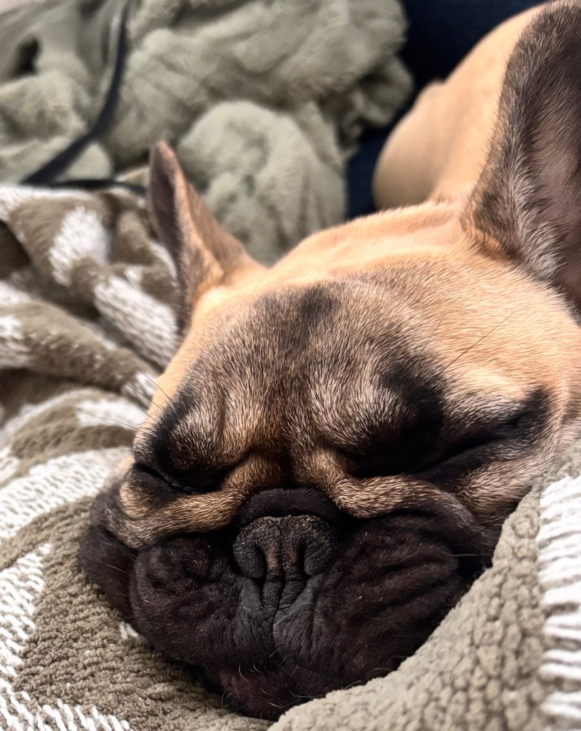 A dog sleeping on a blanket