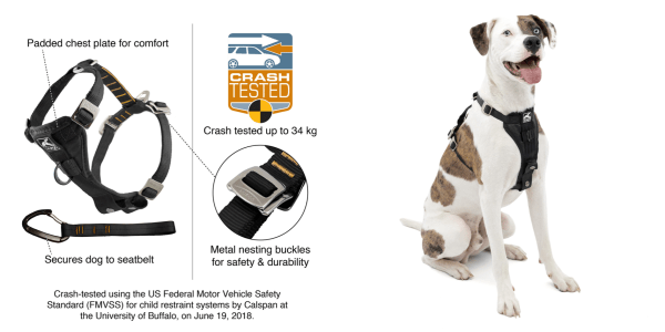 A dog with a harness