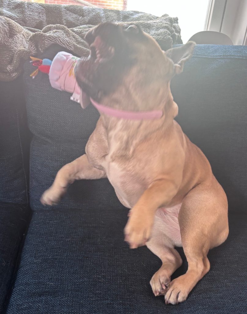 A dog sitting on a couch with its mouth open